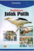 Budidaya Jalak Putih